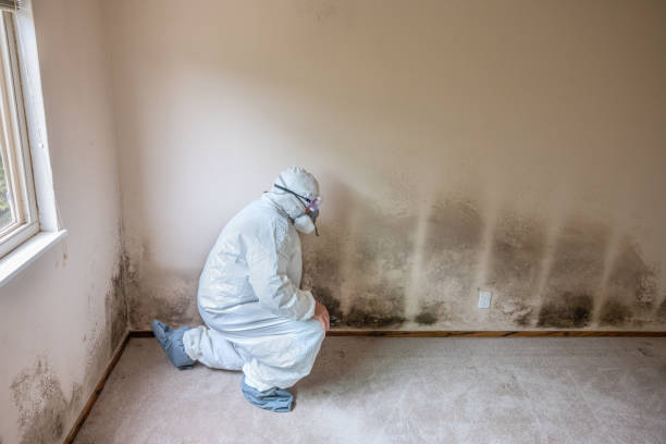 Best Mold Removal for HVAC Installations  in Trumann, AR