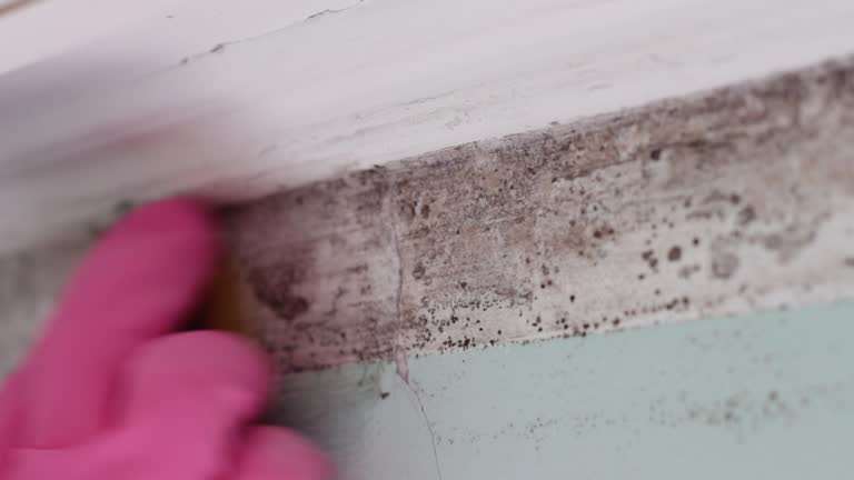 Forensic Mold Investigation in Trumann, AR